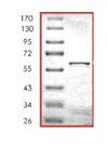 SDS-PAGE - Recombinant Human HO-2 protein (AB85240), expandable thumbnail