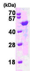 SDS-PAGE - Recombinant Human Homer1 protein (AB85334), expandable thumbnail
