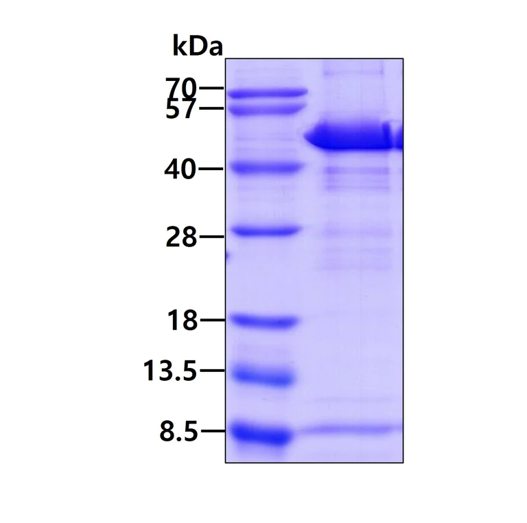 SDS-PAGE - Recombinant Human Homer1 protein (His tag N-Terminus) (AB85334)