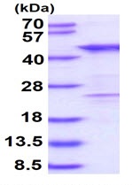 SDS-PAGE - Recombinant Human HOMER3 protein (His tag N-Terminus) (AB126682)
