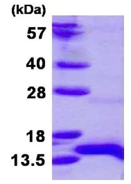SDS-PAGE - Recombinant Human HOPX/HOD protein (His tag N-Terminus) (AB130041)