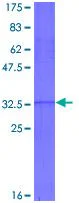 SDS-PAGE - Recombinant Human HOXA5 protein (GST tag N-Terminus) (AB114634)