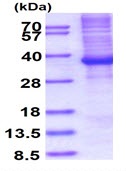 SDS-PAGE - Recombinant Human HOXB13 protein (denatured) (AB176055)