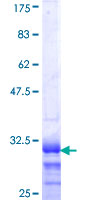 SDS-PAGE - Recombinant Human HOXB4 protein (GST tag N-Terminus) (AB114457)