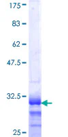 SDS-PAGE - Recombinant Human HOXB4 protein (GST tag N-Terminus) (AB114457)