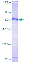 SDS-PAGE - Recombinant Human HOXC9 protein (GST tag N-Terminus) (AB158683)