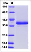 SDS-PAGE - Recombinant Human HP-3 protein (Fc Chimera) (AB276637), expandable thumbnail