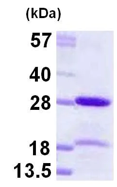 SDS-PAGE - Recombinant Human HP1 alpha protein (His tag N-Terminus) (AB124602)