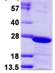 SDS-PAGE - Recombinant Human HP1 gamma/CBX3 protein (His tag N-Terminus) (AB124548)