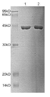 SDS-PAGE - Recombinant Human HPD protein - BSA and Azide free (AB172151)