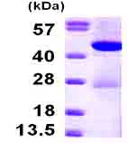 SDS-PAGE - Recombinant Human HPD protein (His tag N-Terminus) (AB99868)