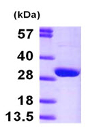 SDS-PAGE - Recombinant Human HPRT protein (AB97411), expandable thumbnail