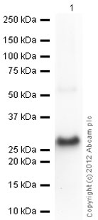 Western blot - Recombinant Human HPRT protein (AB97411), expandable thumbnail