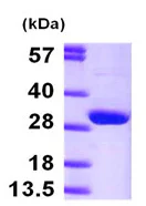 SDS-PAGE - Recombinant Human HPRT protein (His tag N-Terminus) (AB97411)