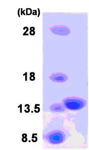 SDS-PAGE - Recombinant Human HRASLS3 protein (AB86922)