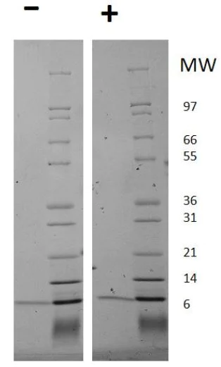 SDS-PAGE - Recombinant human HRG beta 1 protein (AB187226)