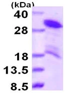 SDS-PAGE - Recombinant Human HRP-3 protein (AB116192)