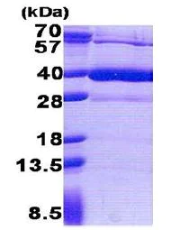 SDS-PAGE - Recombinant Human HS3ST1 protein (His tag N-Terminus) (AB171694)