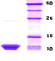 SDS-PAGE - Recombinant Human HSBP1 protein (Tag Free) (AB51233)