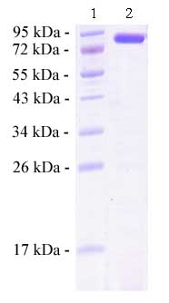 SDS-PAGE - Recombinant human Hsc70 protein (AB78431), expandable thumbnail