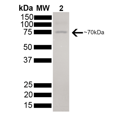 SDS-PAGE - Recombinant human Hsc70 protein (AB78431), expandable thumbnail
