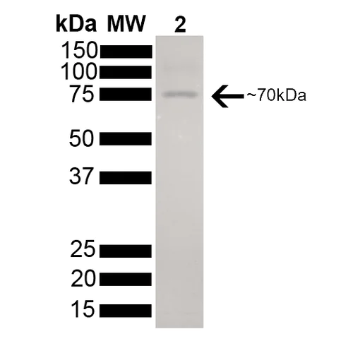 SDS-PAGE - Recombinant human Hsc70 protein (AB78431)