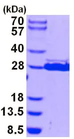 SDS-PAGE - Recombinant Human HSCB protein (His tag N-Terminus) (AB128453)