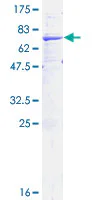 SDS-PAGE - Recombinant Human HSD11B2 protein (GST tag N-Terminus) (AB132442)