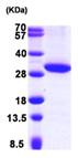 SDS-PAGE - Recombinant Human Hsd17b11 protein (His tag N-Terminus) (AB101826)