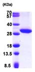 SDS-PAGE - Recombinant Human Hsd17b11 protein (His tag N-Terminus) (AB101826)