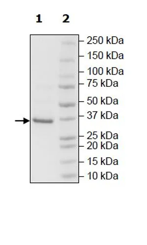SDS-PAGE - Recombinant Human HSD17B13 protein (DDDDK tag C-Terminus) (AB271539)