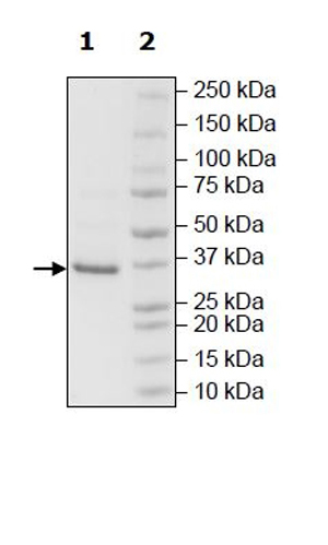SDS-PAGE - Recombinant Human HSD17B13 protein (Tagged) (AB271539)