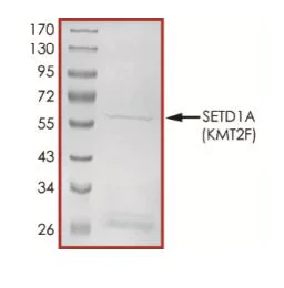 SDS-PAGE - Recombinant human hSET1/SET1 protein (Active) (AB268957)