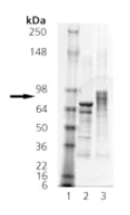 SDS-PAGE - Recombinant Human HSF1 (phospho ) protein (AB115508)