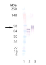 Western blot - Recombinant Human HSF1 (phospho ) protein (AB115508), expandable thumbnail