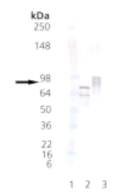 Western blot - Recombinant Human HSF1 (phospho ) protein (AB115508)