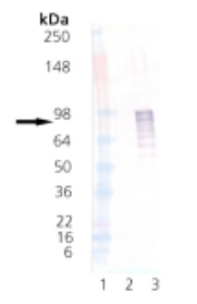 Western blot - Recombinant Human HSF1 (phospho ) protein (AB115508), expandable thumbnail