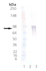 Western blot - Recombinant Human HSF1 (phospho ) protein (AB115508)