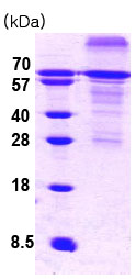 SDS-PAGE - Recombinant Human HSF1 protein (AB78795), expandable thumbnail