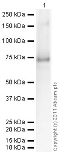 Western blot - Recombinant Human HSF1 protein (AB78795)
