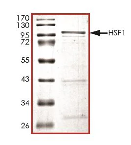 SDS-PAGE - Recombinant Human HSF1 protein (GST tag N-Terminus) (AB268644)