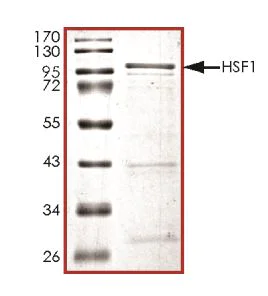 SDS-PAGE - Recombinant Human HSF1 protein (Tagged) (AB268644)