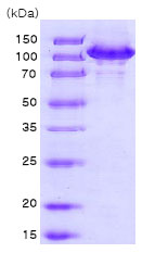 SDS-PAGE - Recombinant Human Hsp105/HSP110 protein (AB78790)
