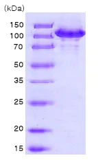 SDS-PAGE - Recombinant Human Hsp105/HSP110 protein (AB78790)