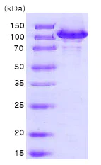 SDS-PAGE - Recombinant Human Hsp105/HSP110 protein (His tag N-Terminus) (AB78790)