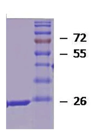 SDS-PAGE - Recombinant Human Hsp27 protein (AB245922)