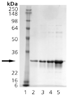Recombinant Human Hsp27 protein