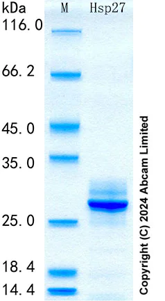 SDS-PAGE - Recombinant Human Hsp27 Protein Standard (AB316691)
