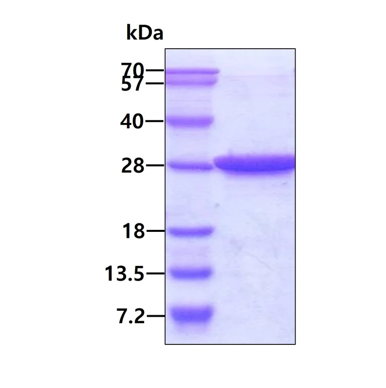 SDS-PAGE - Recombinant Human Hsp27 protein (Tag Free) (AB48740)
