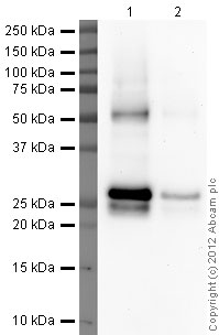 Western blot - Recombinant Human Hsp27 protein (Tag Free) (AB48740)